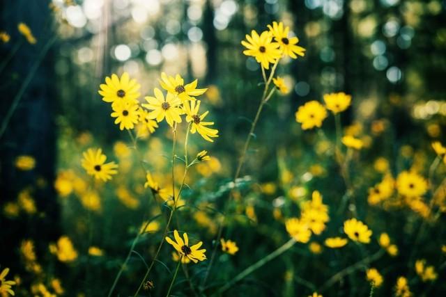 Yellow flowers in a working forest